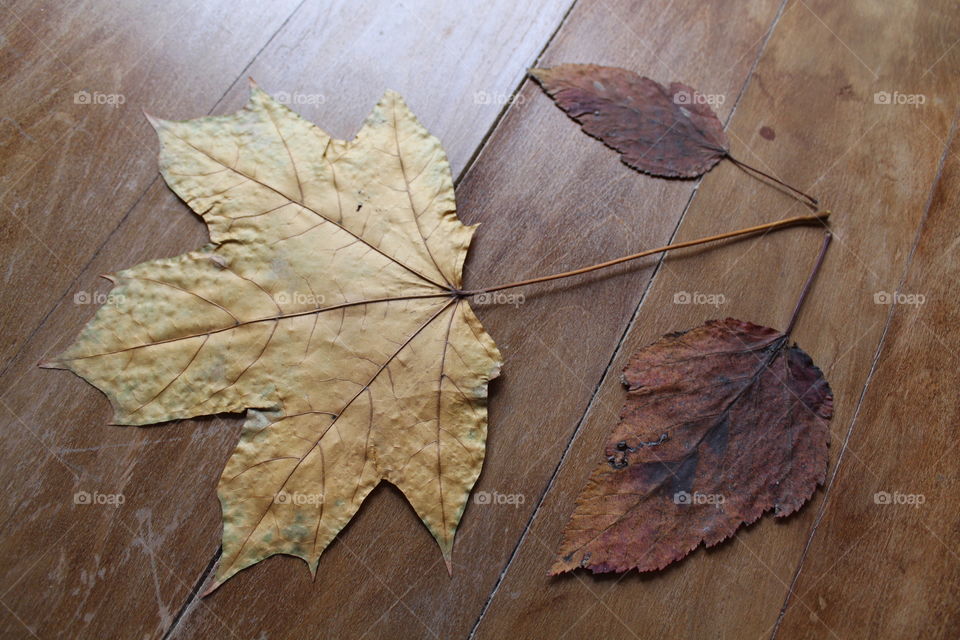 big Autumn leaves on a wooden table