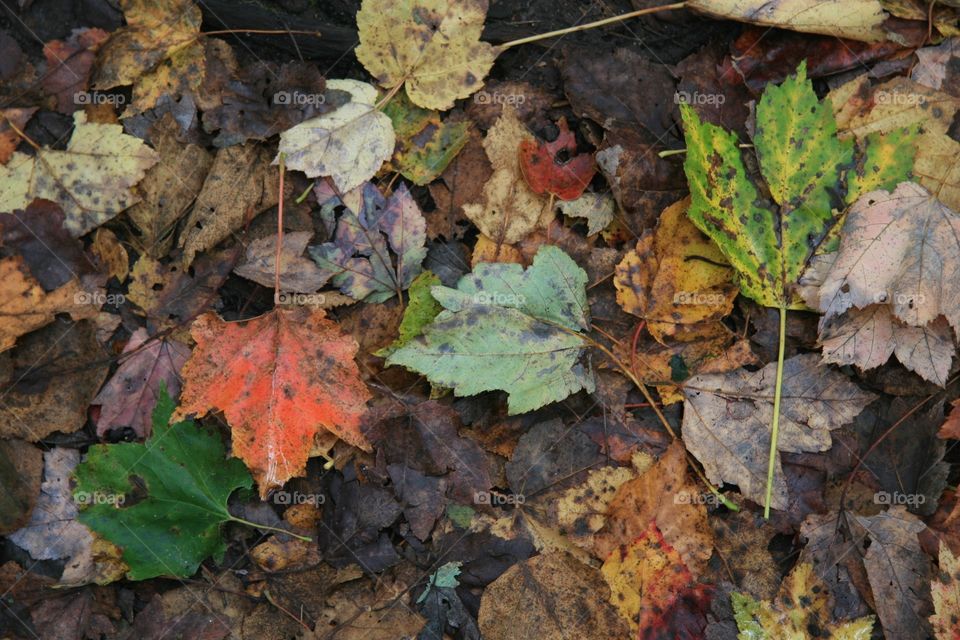 Leaves, leaf, colors, fall, winter, 