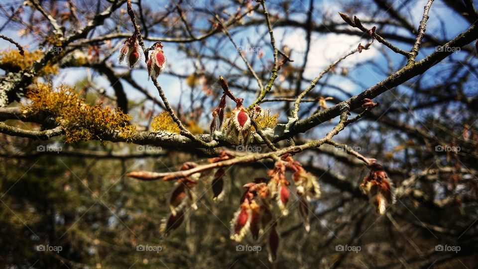 A Winged Elm Tree in early Spring