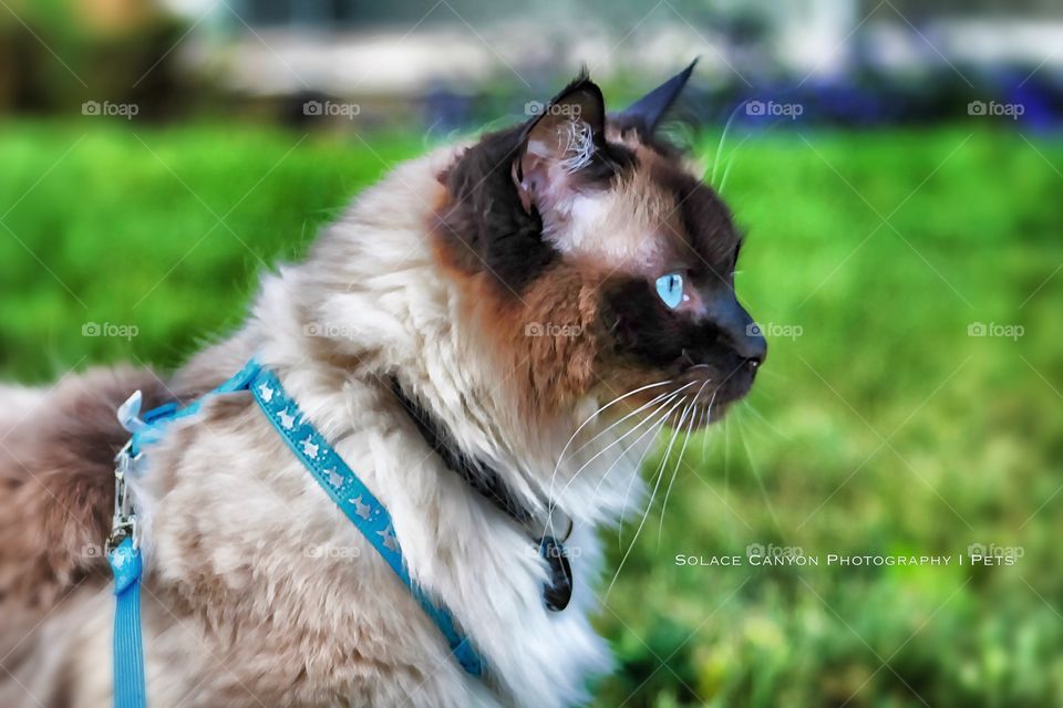 Handsome ragdoll out for a walk