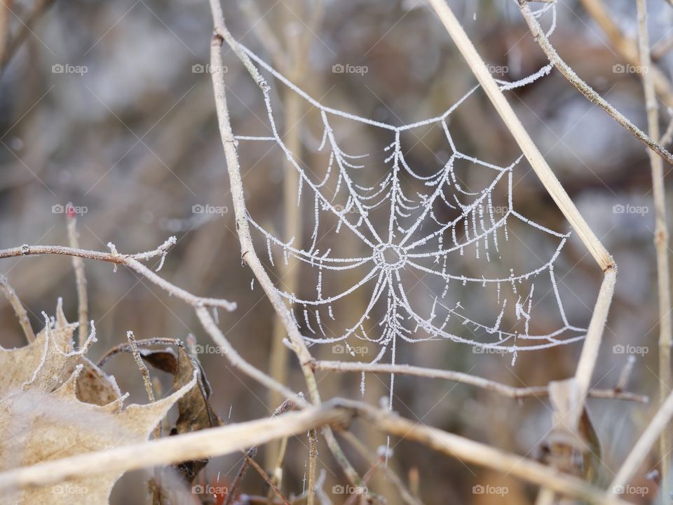 Frozen nature