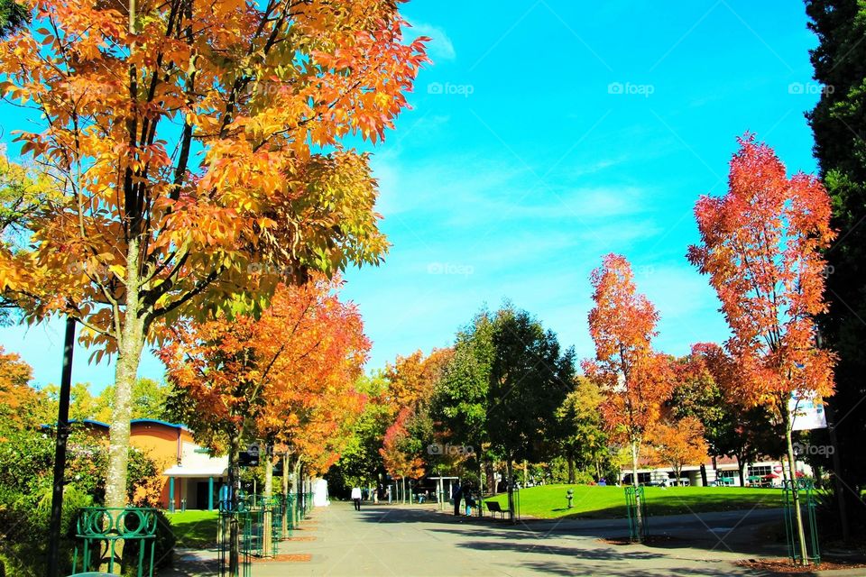 Colorful trees