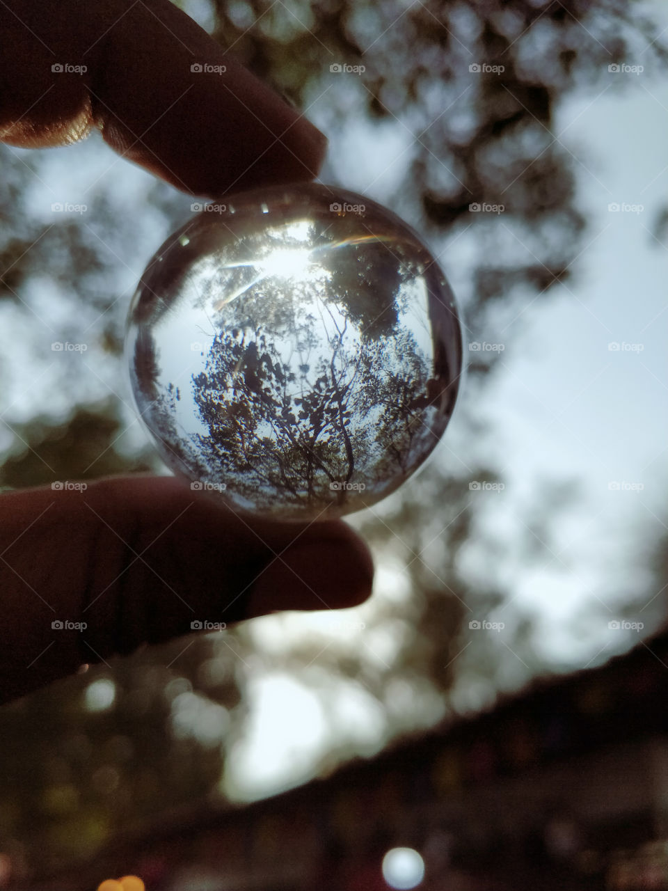 nature through transparent sphere