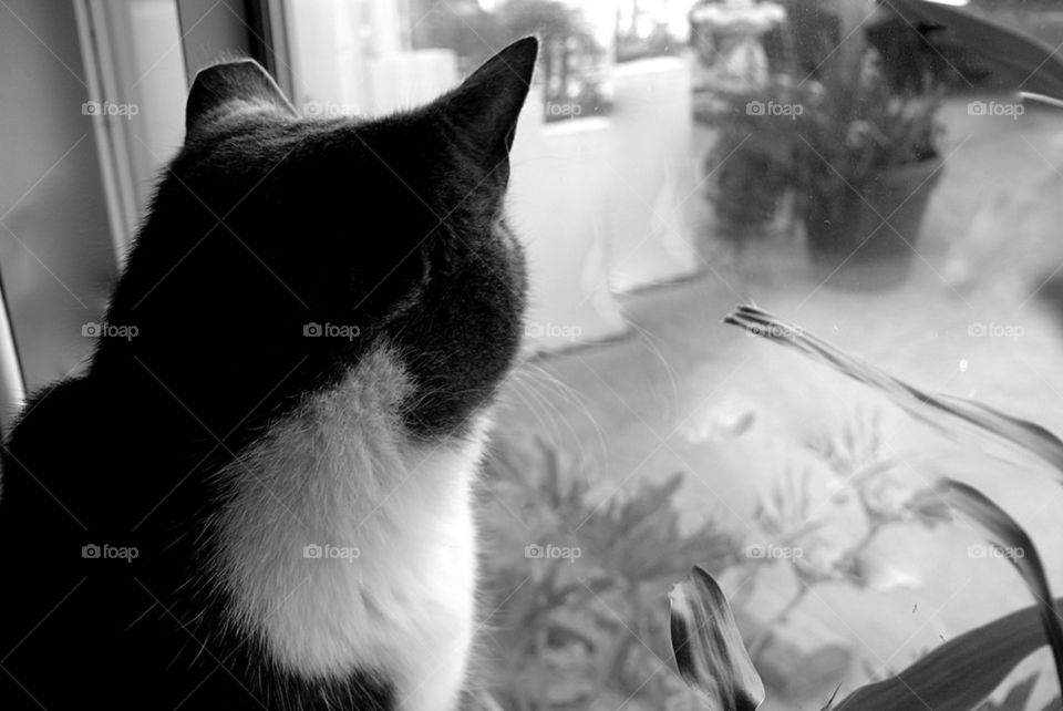 MeowMeow and Her Window