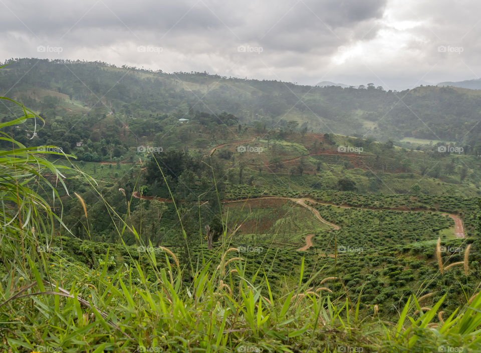 Green lush countryside in Sri Lanka