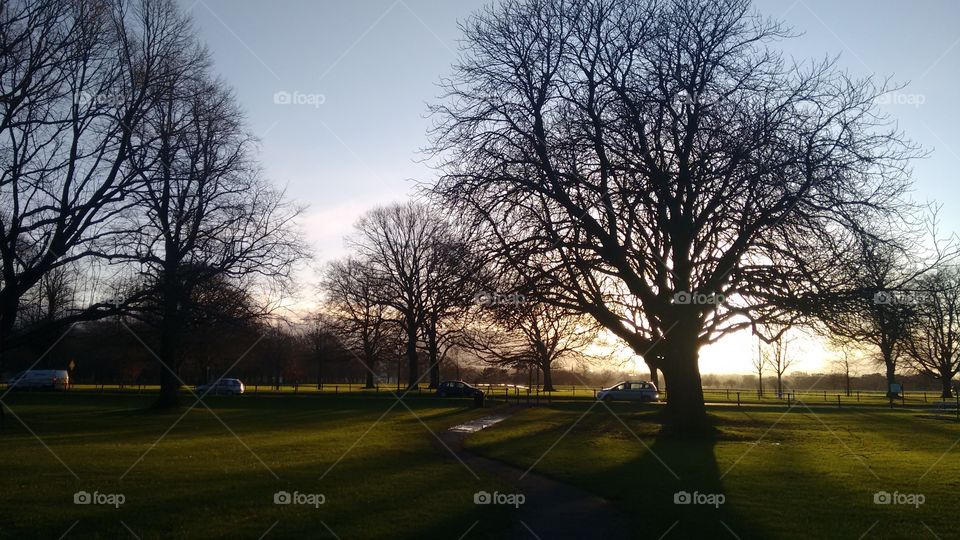 Bare trees and car in park during sunset