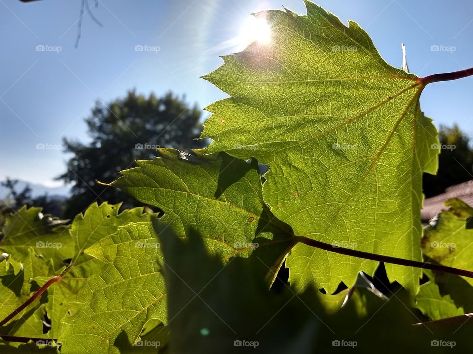 Herbst