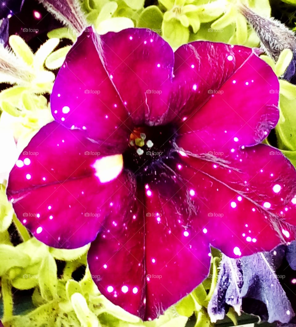 Petunia starscape