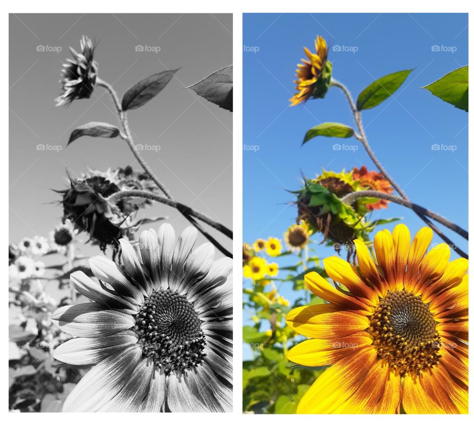 Black and White vs Colorful Sunflowers
