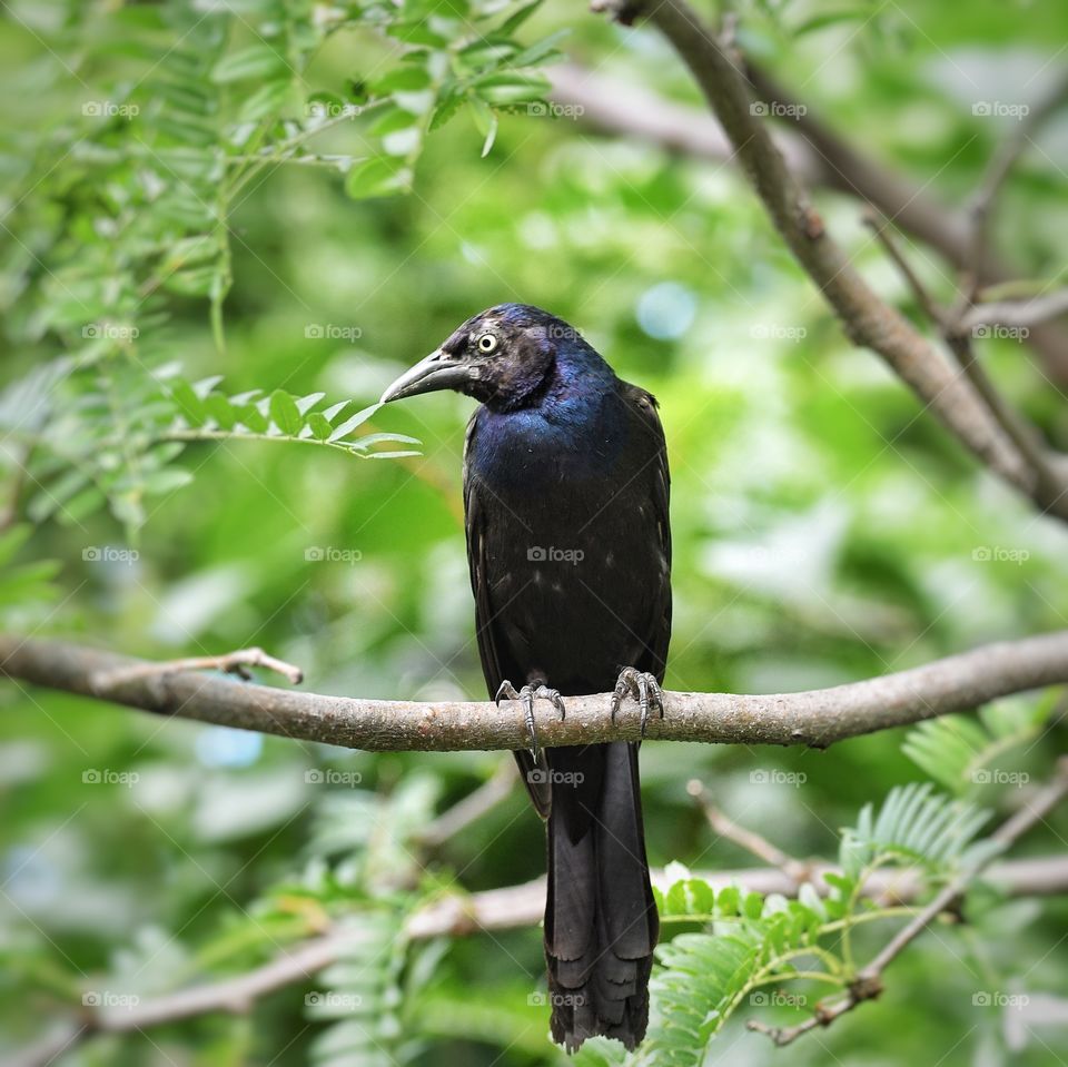 Common Grackle