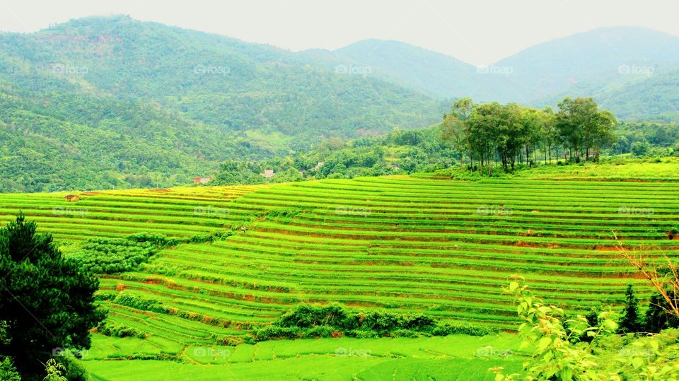 terraced fields at Bình Liêu, Quảng Ninh, Viet Nam