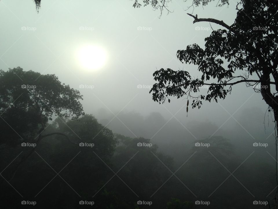 Foggy sun in the Amazon canopy