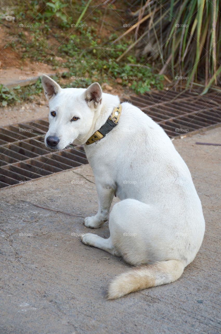 Cute white dog in country thailand