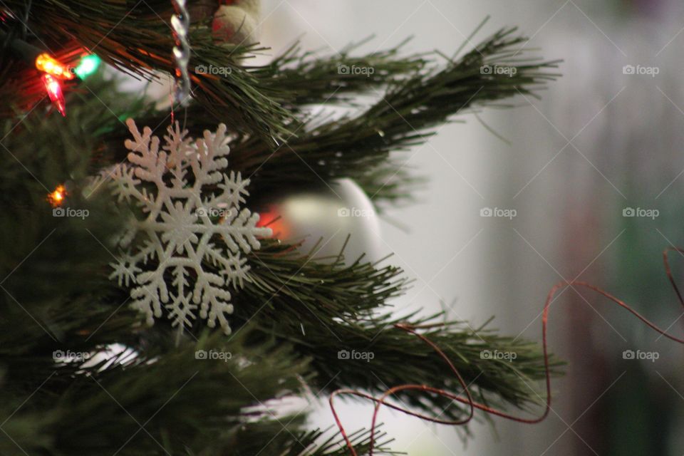 Christmas, Winter, Pine, Tree, Needle