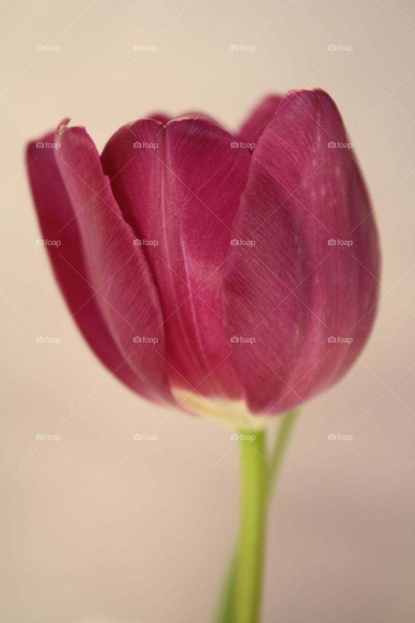 Red Tulip. Red tulip on a cream background.