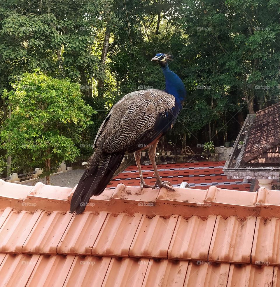 My happiness knew no bounds when a peahen visited our house. She was calm and comfortable.
