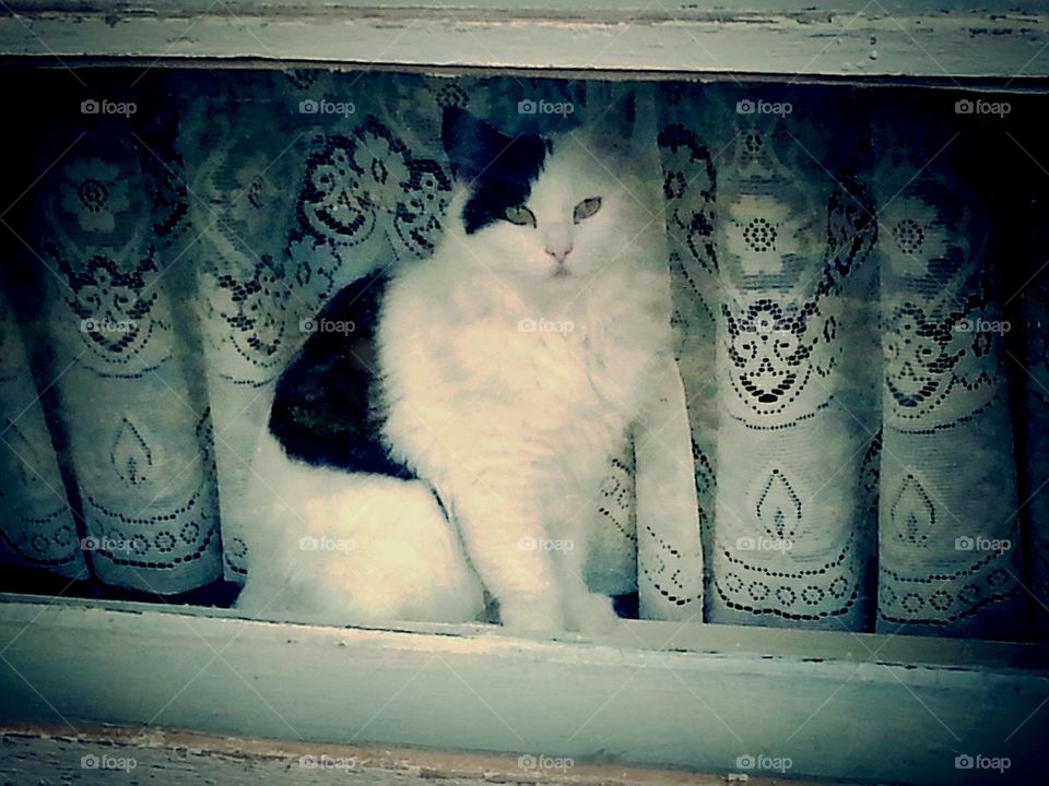 I spy. My cat sweetie loves to look out side