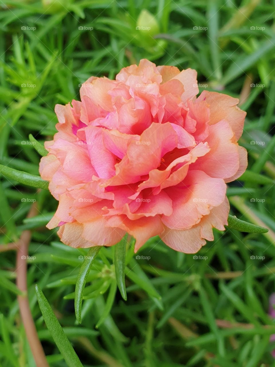 the portulaca grandiflora