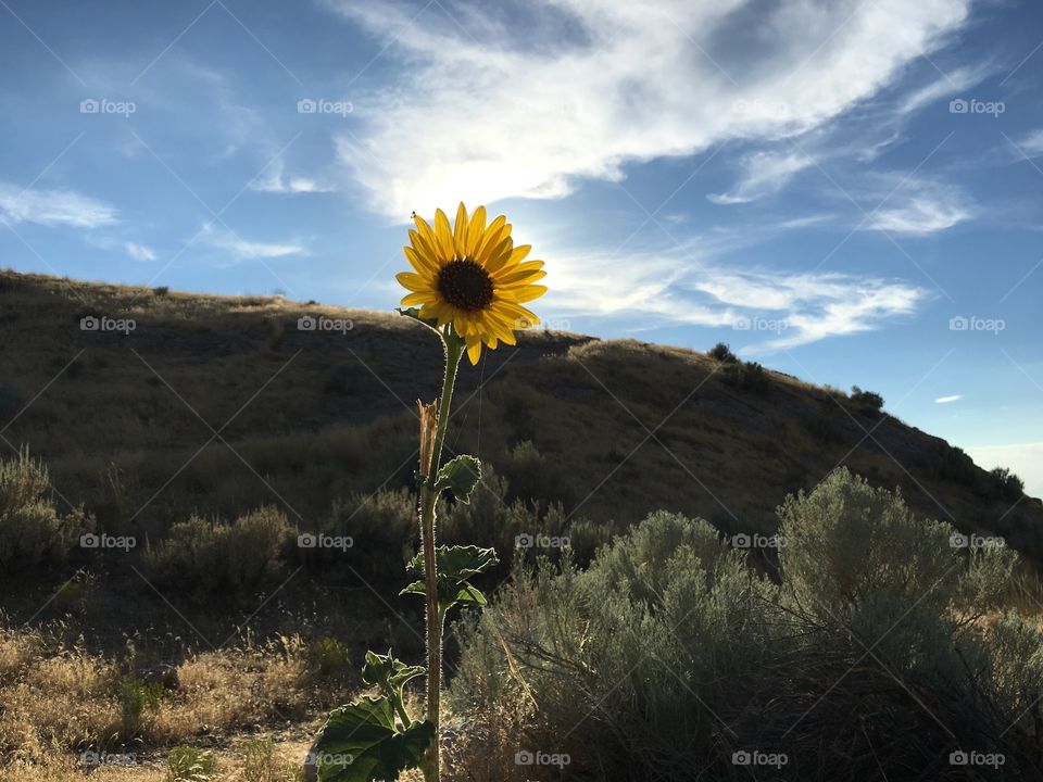 Beautiful, bright sun flower. Antelope Island. Great Salt Lake. Utah. Blue sky.