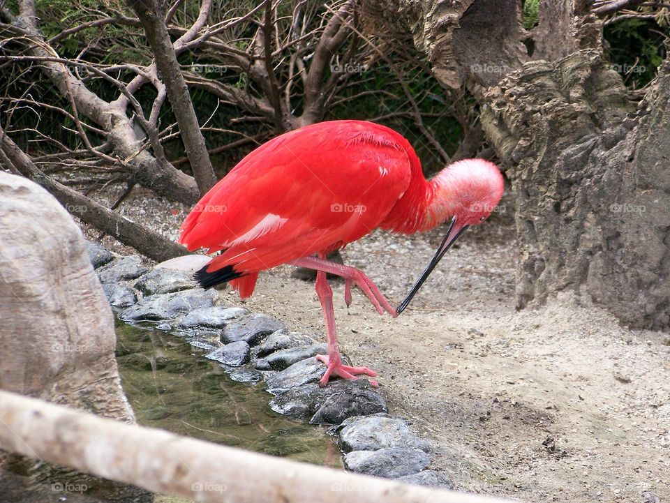 bird zoo