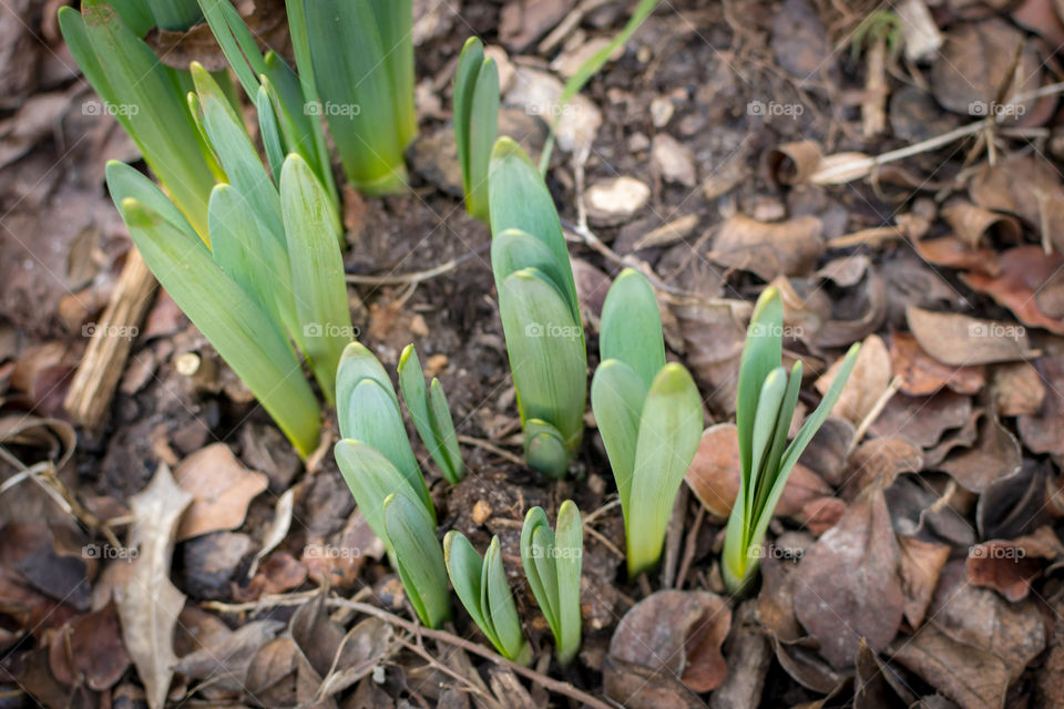 Emerging daffodil leaves
