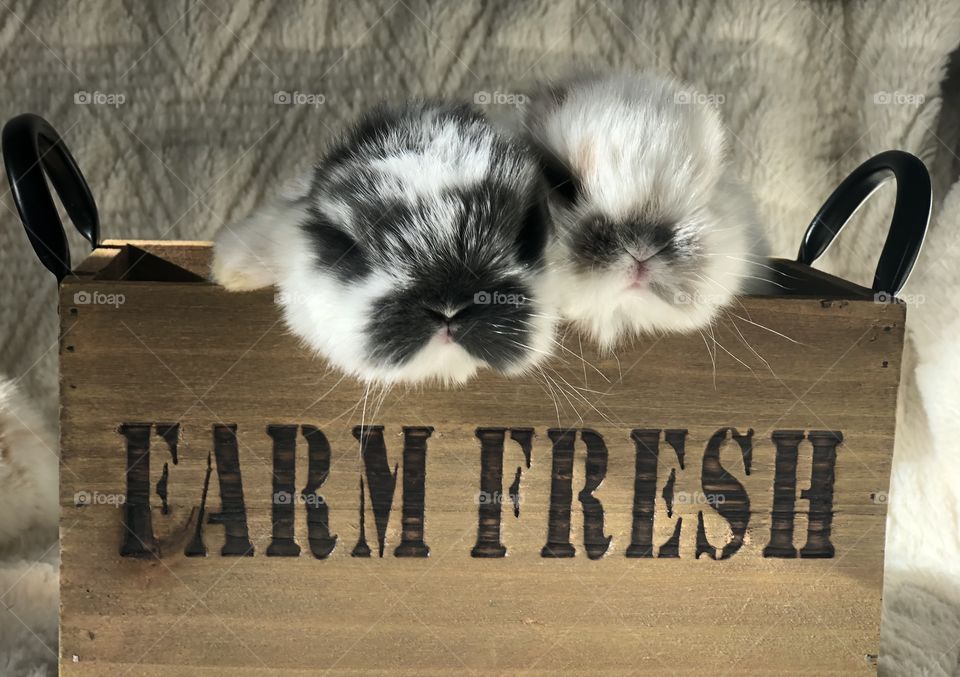 Farm fresh 