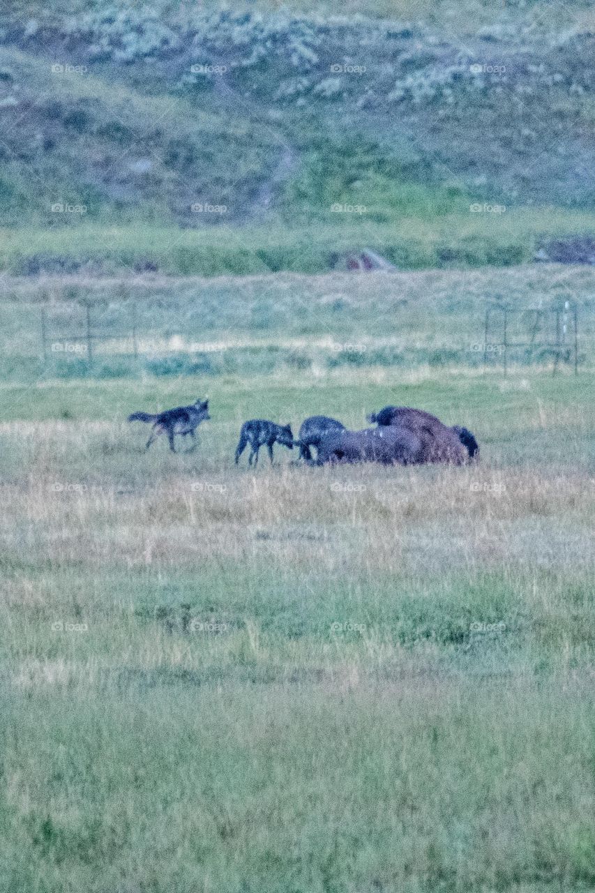 bison carcass and wolves
