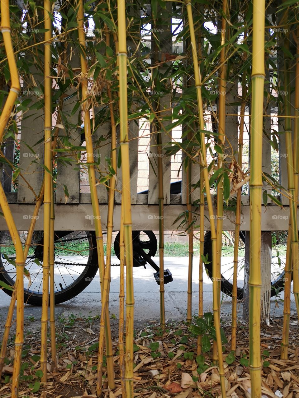 Bike and bamboo