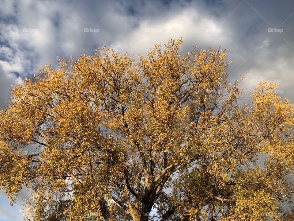 A beautiful fall tree
