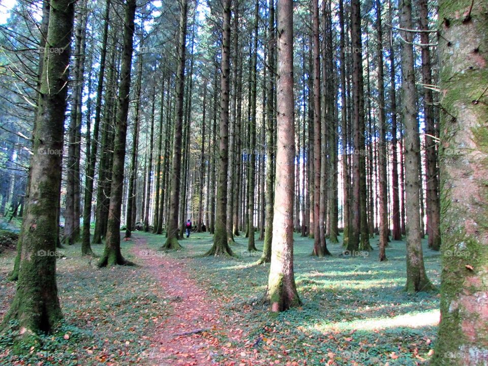 Path through the pine