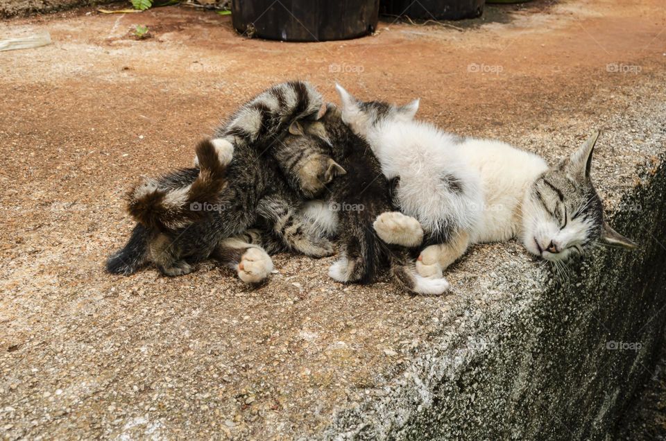 Mother Cat Feeding Kittens