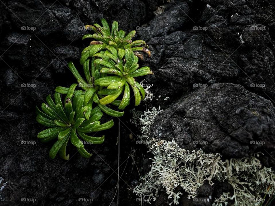 Plants growing out of some flowers.
Nature in the Nature.