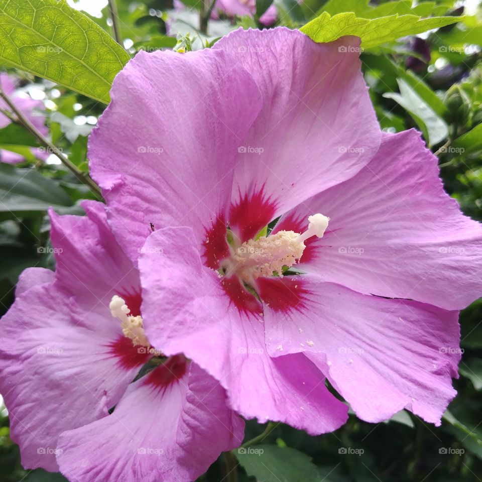 Blooming hibiscus