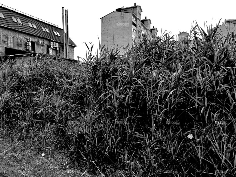 B&w beauty shades Light Black White construction building way road decor decoration design view home outdoor outside street flower plant nature greens wild grass sky monochrome