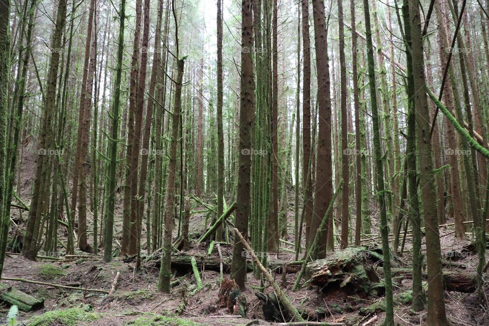 Dense forest with very tall trees 