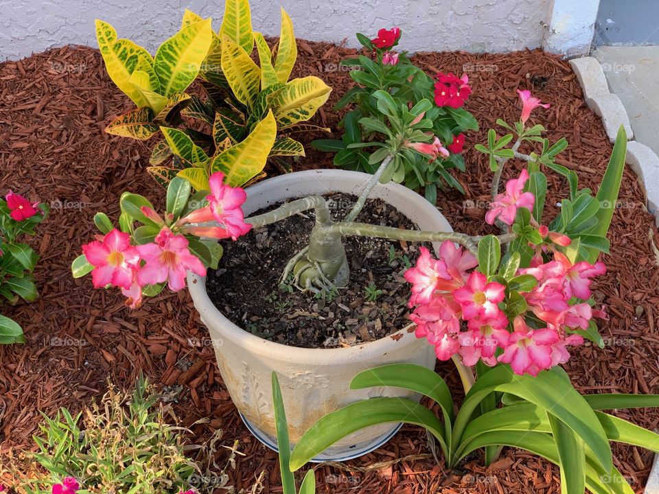 A blooming desert flower plant.