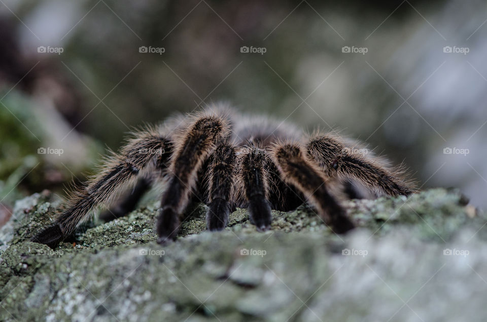Furry tarantula alfresco walking along the tree trunk