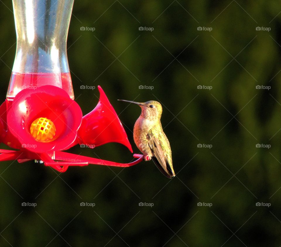 hummingbird at the feeder