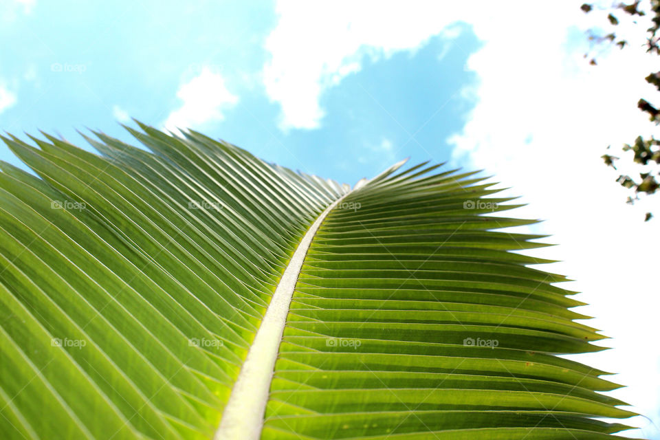 sky green blue palm by lagacephotos