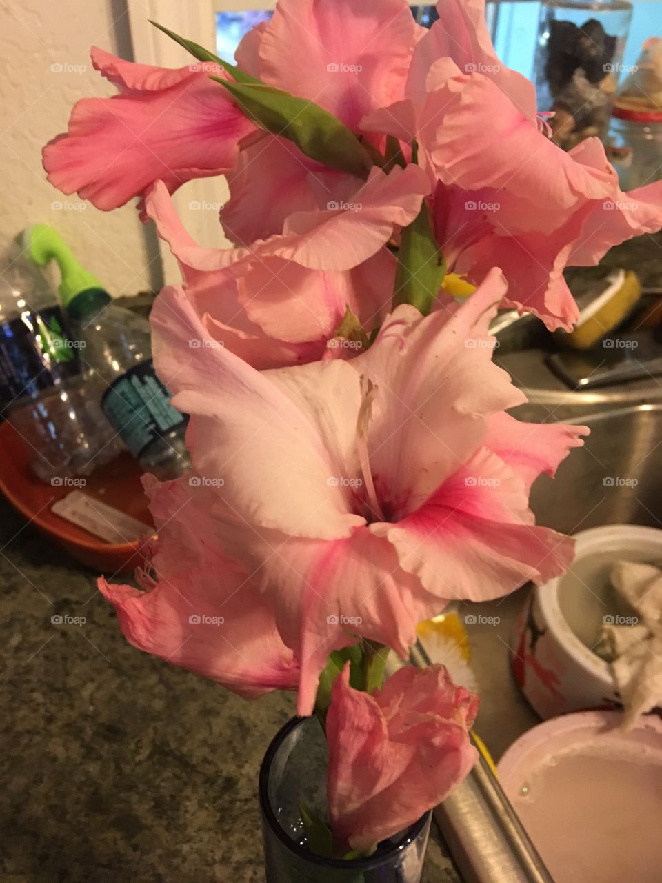 Some of my Glads are blooming happily even though this one broke so it’s now in a vase