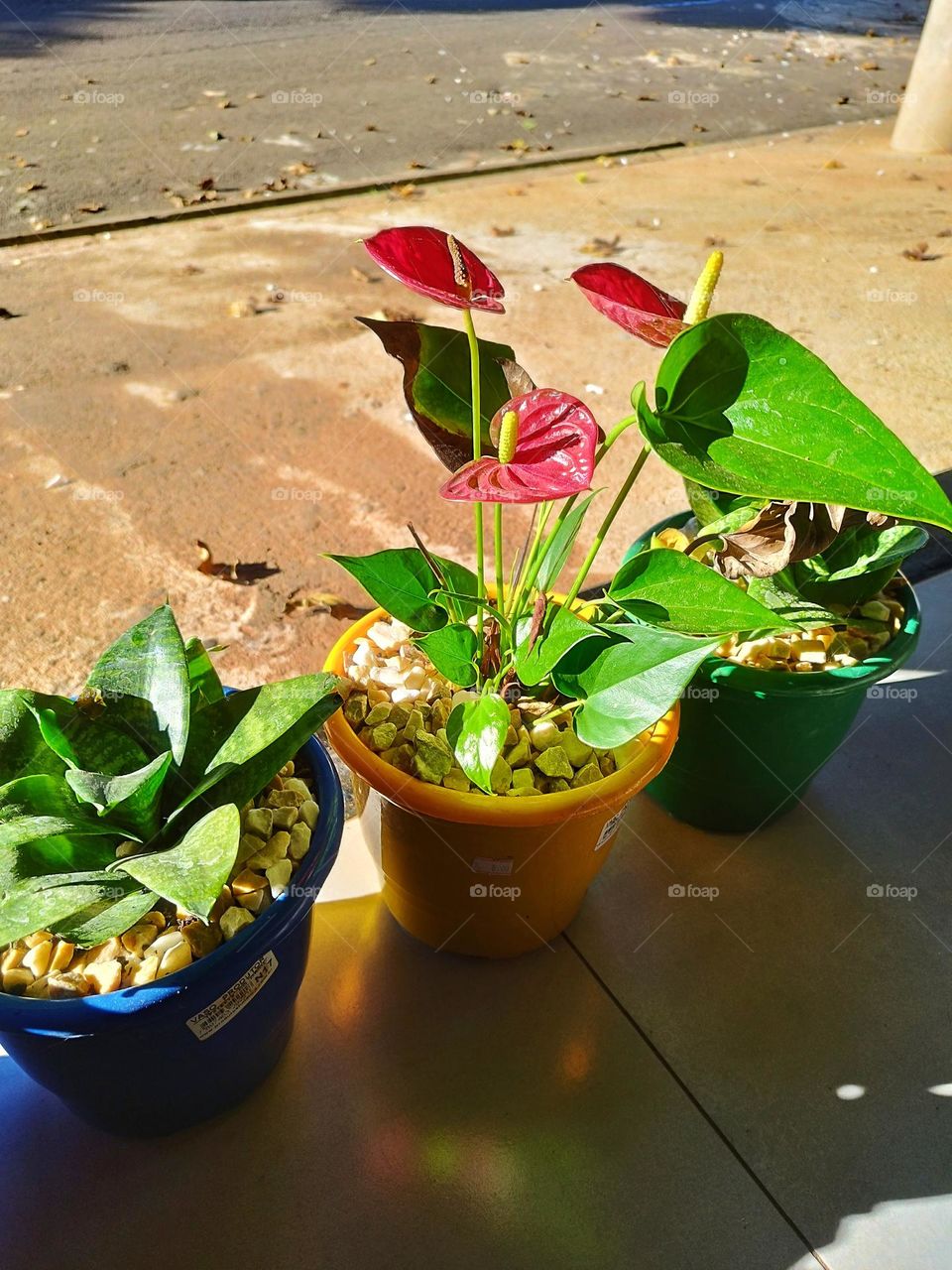 Little plants taking in the morning sun: mini red anthurium and mini sword of São Jorge!