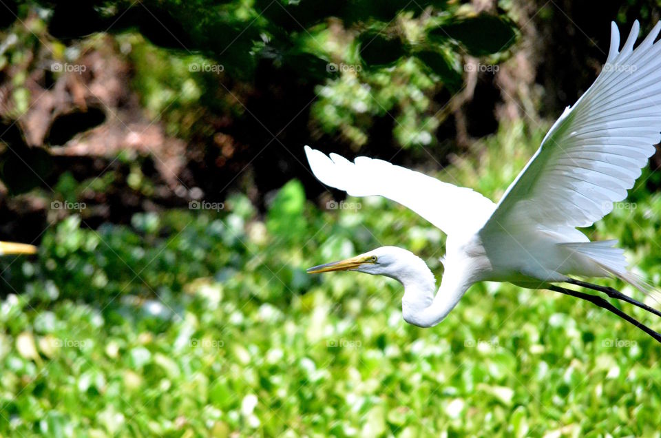Snowy Egret