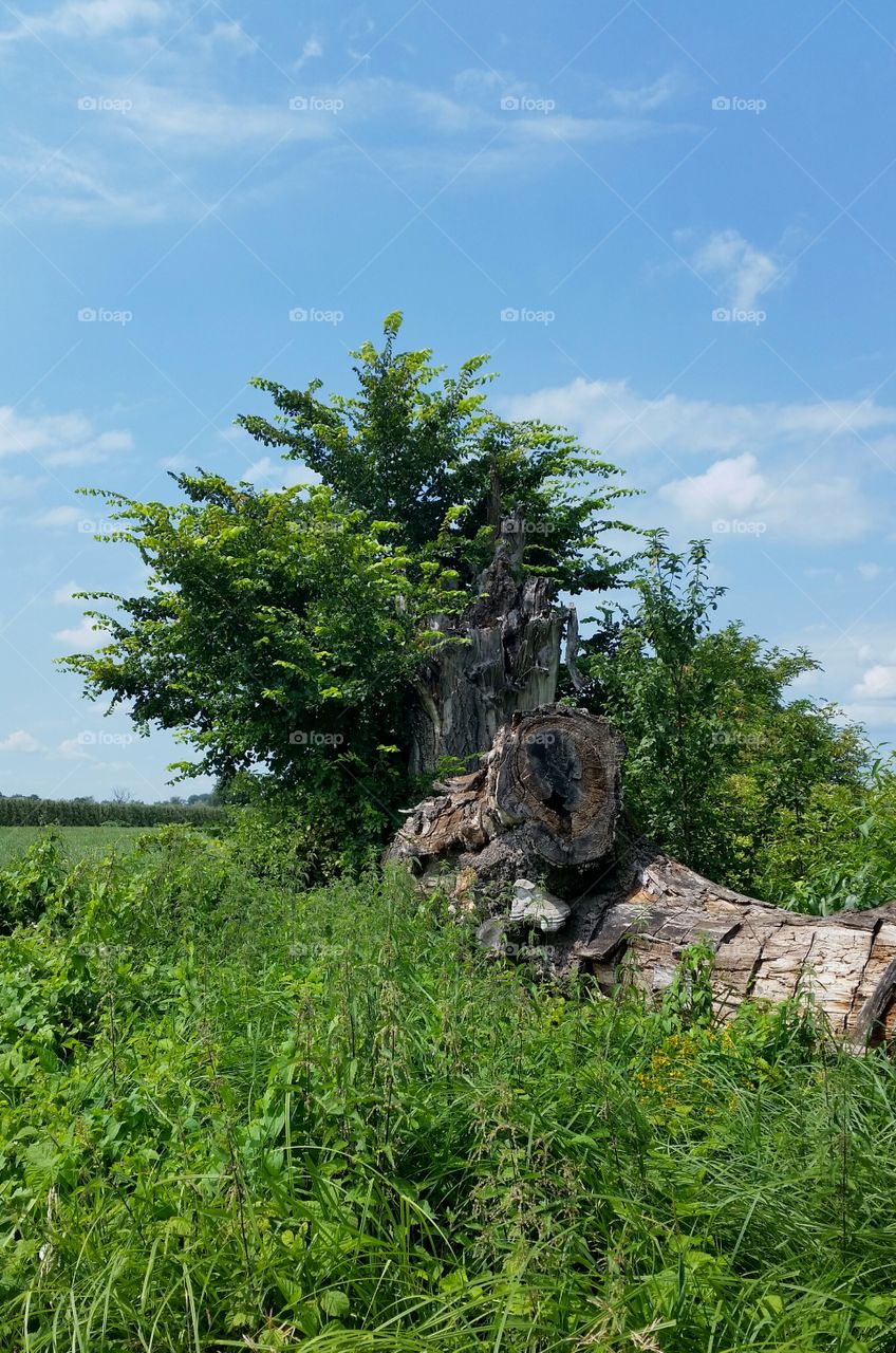 old tree trunk in green