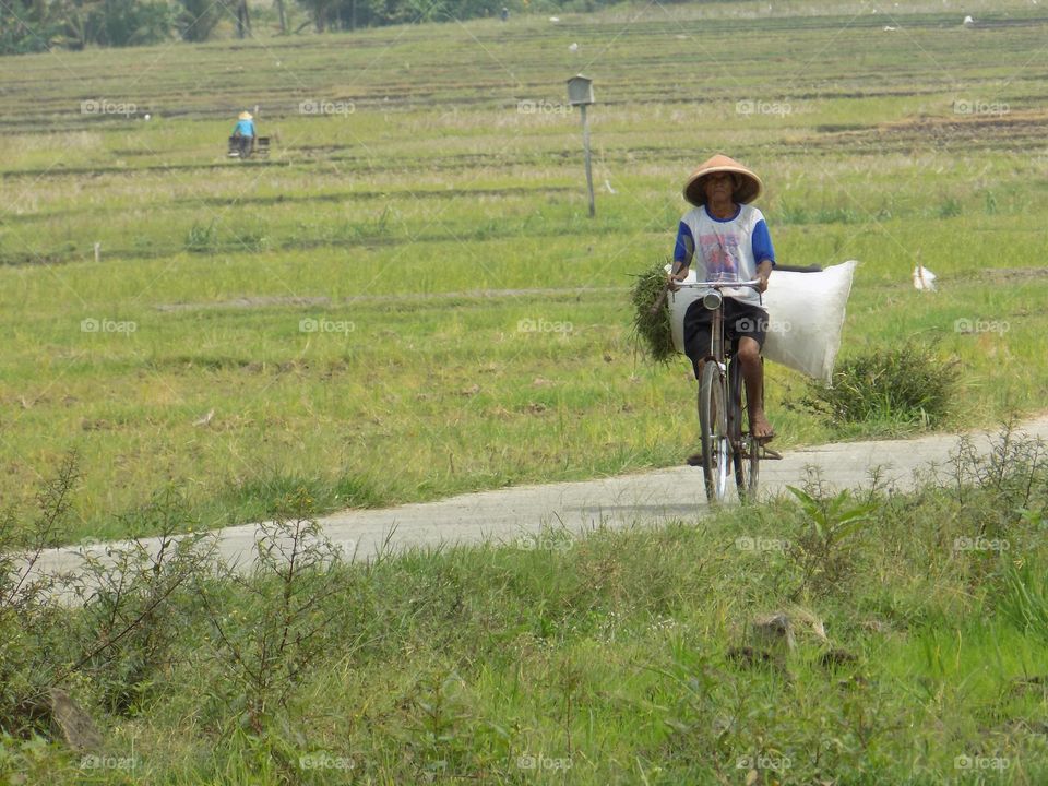A farmer is riding a bicycle