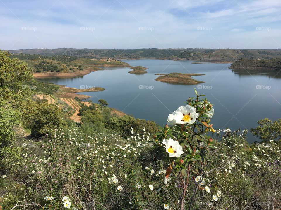 Cistea flowers with lake view 