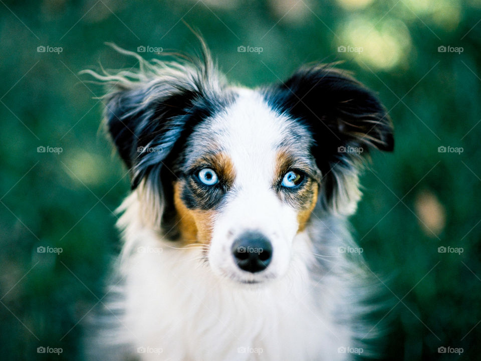 Portrait of a Miniature Australian Shepherd