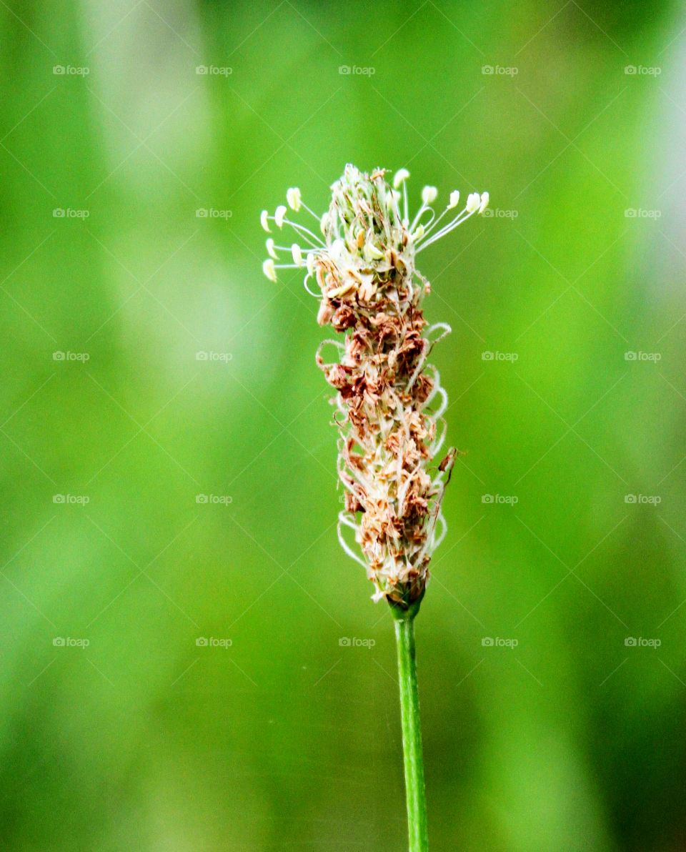 closeup of flowering weed.