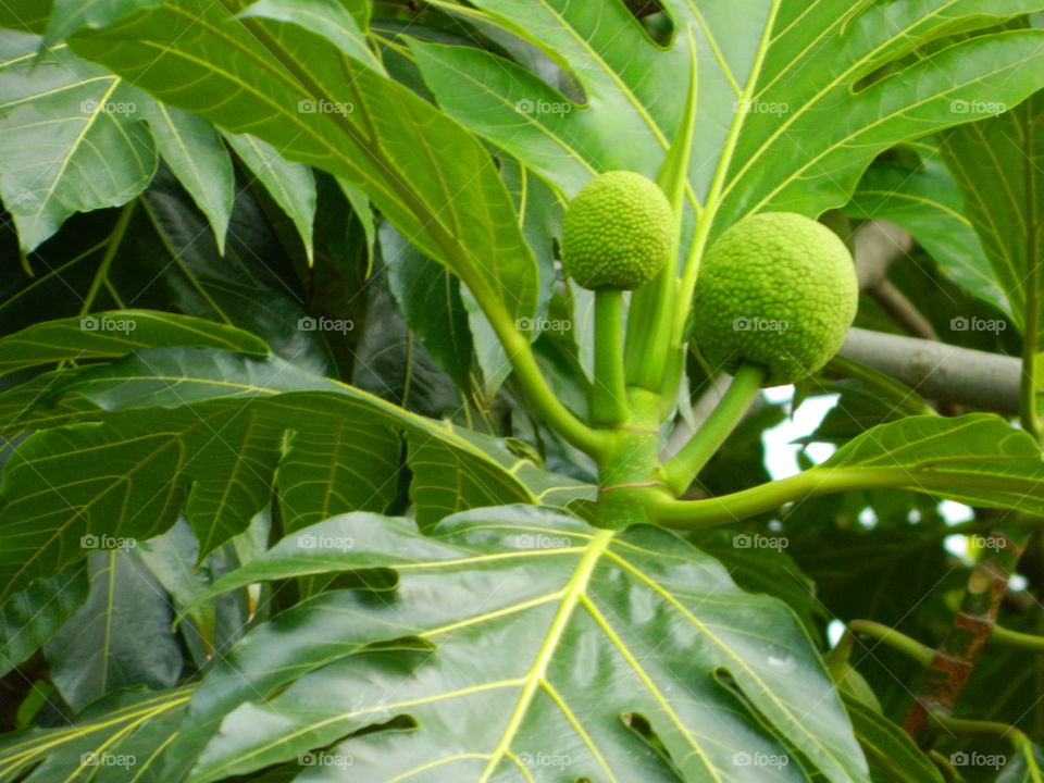 Breadfruit