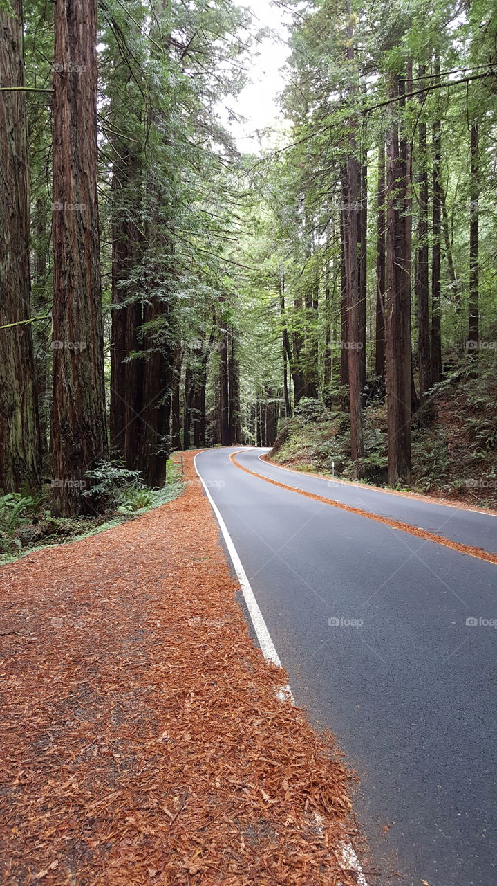 driving in the redwoods