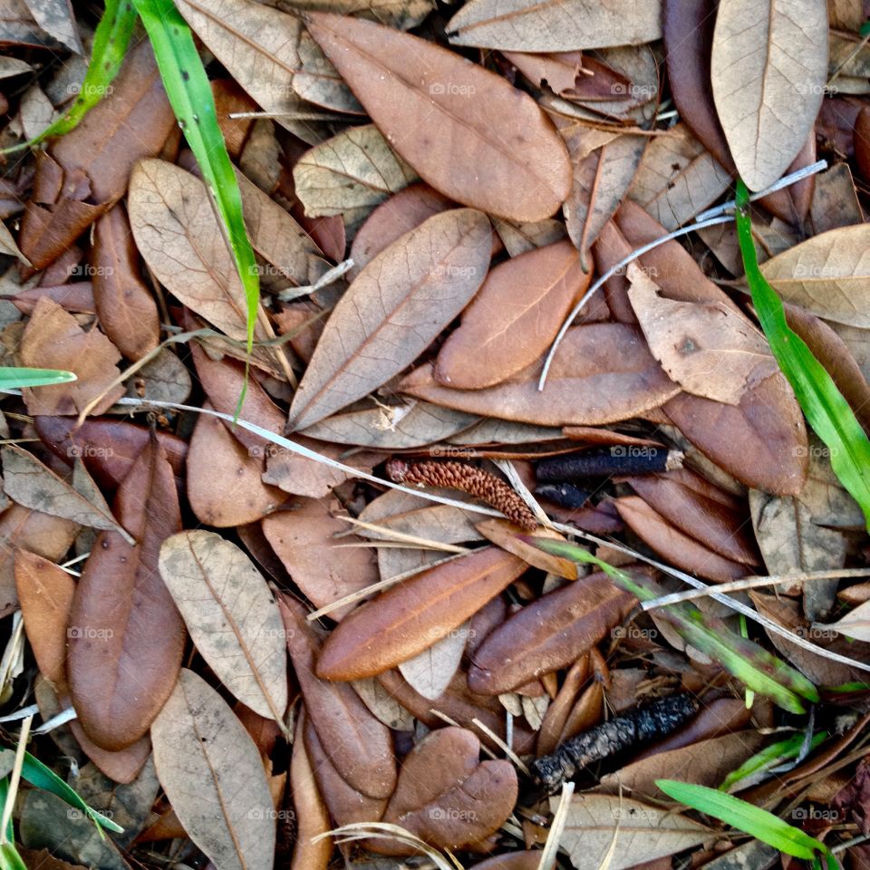 Close up leaves on forest floor